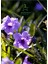 Meksika Petunyası Saksılı 30-50 cm Ruellia 1