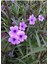 Meksika Petunyası Saksılı 30-50 cm Ruellia 2