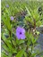 Meksika Petunyası Saksılı 30-50 cm Ruellia 3