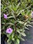 Meksika Petunyası Saksılı 30-50 cm Ruellia 4