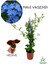 Sarmaşık Mavi Yasemin Fidanı 30-60 cm (Blue Jasmine)+Yaprak Güzeli 1