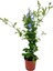 Sarmaşık Mavi Yasemin Fidanı 30-60 cm (Blue Jasmine)+Yaprak Güzeli 2