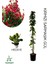Kırmızı Sarmaşık Gül Fidanı Saksılı Tüplü 60-80 cm+Yeşim Para Çiçeği 1