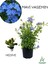 Formlu Mavi Yasemin Çiçeği 1 Adet 30-60 cm(PLUMBAGO)+Yeşim Para Çiçeği 1