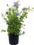 Formlu Mavi Yasemin Çiçeği 1 Adet 30-60 cm(PLUMBAGO)+Yeşim Para Çiçeği 2