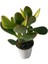 Formlu Mavi Yasemin Çiçeği 1 Adet 30-60 cm(PLUMBAGO)+Yeşim Para Çiçeği 3