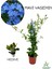 Sarmaşık Mavi Yasemin Fidanı 30-60 cm (Blue Jasmine)+Yeşim Para Çiçeği 1