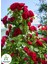 Kırmızı Sarmaşık Gül Fidanı Saksılı Tüplü 60-80 cm 1