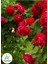Kırmızı Sarmaşık Gül 1 Adet Saksılı/Tüplü 50-80 cm (Red Rose) 1