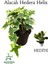Alacalı Hedera Helix Duvar Ağaç Sarmaşığı 1 Adet Saksılı 20-40 cm+PARA Yeşim Çiçeği 1