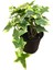 Alacalı Hedera Helix Duvar Ağaç Sarmaşığı 1 Adet Saksılı 20-40 cm+PARA Yeşim Çiçeği 2