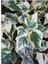 Hedera Helix Ağaç Duvar Sarmaşığı 1 Adet Saksılı 30-50 cm+Yaprak Güzeli Çiçeği 3