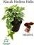 Alacalı Hedera Helix Duvar Ağaç Sarmaşığı 1 Adet Saksılı 20-40 cm+Yaprak Güzeli 1