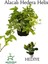 Beyaz Alacalı Hedera Helix Sarmaşığı 1 Adet Saksılı 20-40 cm +Yeşim Para Çiçeği 1
