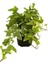 Beyaz Alacalı Hedera Helix Sarmaşığı 1 Adet Saksılı 20-40 cm +Yeşim Para Çiçeği 2