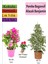 Beyaz Alacalı Benjamin Bitkisi+ Pembe Bodur Begonvil+ Gül Fidanı 1
