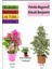 Beyaz Alacalı Benjamin Bitkisi+ Pembe Bodur Begonvil+Tül Çiçeği 1