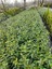 Kartopu Viburnum 1 Adet+Katmerli Ful Yasemin 1 Adet+Yaprak Güzeli Hediye Bahçe Bitkisi 5