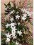 Kokulu Klasik Yasemin Çiçeği 1 Adet Saksılı/Tüplü (30-60 cm) (Jasminum) 1
