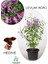 Yoğun Kokulu Leylak Çiçeği Fidanı 1 Adet Saksılı (30-60 cm)+Yaprak Güzeli 1