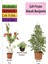 Beyaz Alacalı Benjamin Bitkisi+ Fırça Çalısı+ Mezem Çiçeği Hediyeli 1