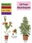 Beyaz Alacalı Benjamin Bitkisi+ Fırça Çalısı+ Buz Çiçeği 1
