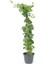 Mis Kokulu Hanımeli Çiçeği 1 Adet 50-70 cm Sakıslı (Lonicera Periclymenum) 2