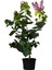 Kokulu Bahçe Seti Leylak Fidanı+Hanımeli Fidanı+Melisa Çiçeği FidanI(40-80 cm) 2