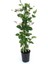 Kokulu Bahçe Seti Leylak Fidanı+Hanımeli Fidanı+Melisa Çiçeği FidanI(40-80 cm) 3