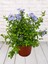 Mavi Yasemin Çiçeği Fidanı 1 Adet Saksılı 30-60 cm Sarmaşık Bitki(Plumbago) 3