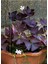 Süs Yoncası Uyku Çiçeği 15-25 cm Oxalis Triangularis 2