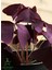 Süs Yoncası Uyku Çiçeği 15-25 cm Oxalis Triangularis 3