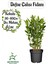 Yoğun Kokulu Defne Fidanı 30-60 cm 1 Adet Saksılı/Tüplü Bahçe Bitkisi (Laurus Nobilis) 1