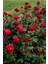Kırmızı Gül Fidanı Yediveren Salon Gülü 20-40 cm (White Rose) 1