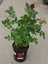 Kırmızı Gül Fidanı Yediveren Salon Gülü 20-40 cm (White Rose) 2