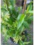 Gece Kokan Melisa Çiçeği 1 Adet Saksılı 30-50 cm (Cestrum Nocturnum) 1