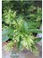 Gece Kokan Melisa Çiçeği 1 Adet Saksılı 30-50 cm (Cestrum Nocturnum) 3