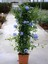 Sarmaşık Mavi Yasemin Çiçeği Fidanı 30-60 cm (Plumbago) 3