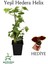 Hedera Helix Duvar Sarmaşığı 1 Adet Saksılı 30-50 cm+Yaprak Güzeli 1