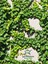 Hedera Helix Duvar Sarmaşığı 1 Adet Saksılı 30-50 cm+Yaprak Güzeli 3