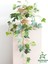 Alacalı Hedera Helix Sarmaşık 1 Adet Saksılı 30-60 cm 1