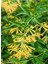Cestrum Nocturnum Saksıda Melisa Çiçeği 30-60 cm 1
