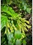 Cestrum Nocturnum Saksıda Melisa Çiçeği 30-60 cm 3