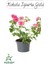 Kokulu Isparta Gülü Fidanı 1 Adet Saksılı 30-50 cm (Pink Rose) 1