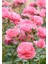 Kokulu Isparta Gülü Fidanı 1 Adet Saksılı 30-50 cm (Pink Rose) 3