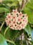 Videolu Beyaz Renk Mum Çiçeği (Hoya Carnosa) Kokulu 10-20 cm 1