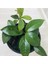 Videolu Beyaz Renk Mum Çiçeği (Hoya Carnosa) Kokulu 10-20 cm 2