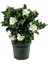 Videolu Özel Kokulu 1 Adet Gardenya Çiçeği Saksılı 30-40 cm (Gardenia Flower) 1