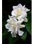 Videolu Özel Kokulu 1 Adet Gardenya Çiçeği Saksılı 30-40 cm (Gardenia Flower) 2