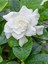 Videolu Özel Kokulu 1 Adet Gardenya Çiçeği Saksılı 30-40 cm (Gardenia Flower) 3